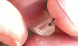 养蚂蚁视频,跟随镜头走进蚂蚁的日常生活